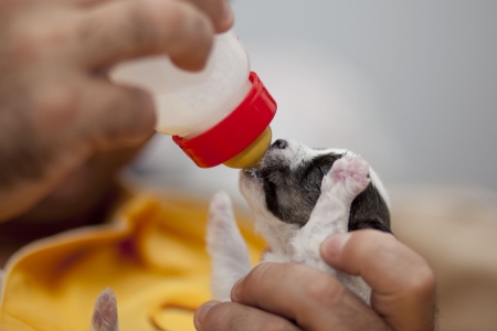 Wie funktionieren Tierschutzorganisationen in Deutschland? Ein Blick hinter die Kulissen