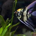 Gefahrenquellen im Aquarium: Typische Anfängerfehler erkennen und vermeiden