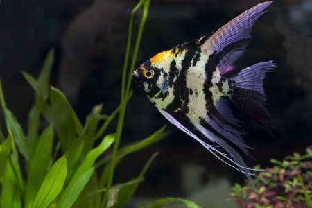 Gefahrenquellen im Aquarium: Typische Anfängerfehler erkennen und vermeiden