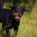 Beschäftigung und geistige Auslastung: Wie hält man deutsche Hunde glücklich?