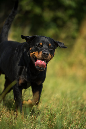 Beschäftigung und geistige Auslastung: Wie hält man deutsche Hunde glücklich?