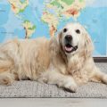 Tiervermittlung international: Chancen, Risiken und Besonderheiten bei Auslandstieren