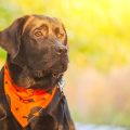 Technisches Hundezubehör: GPS-Tracker, Smart-Halsbänder und App-gesteuertes Spielzeug