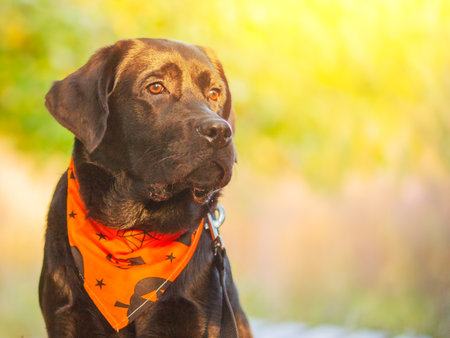 Technisches Hundezubehör: GPS-Tracker, Smart-Halsbänder und App-gesteuertes Spielzeug