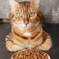 Welche Arten von Katzenfutter gibt es? Ein umfassender Ratgeber für Trockenfutter, Nassfutter und Rohfütterung