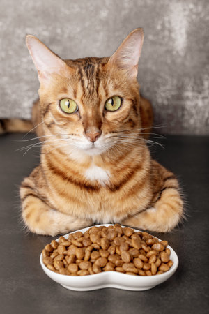 Welche Arten von Katzenfutter gibt es? Ein umfassender Ratgeber für Trockenfutter, Nassfutter und Rohfütterung