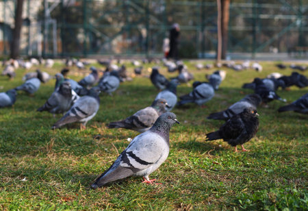 Grundausstattung für Vogelhalter: Was Anfänger in Deutschland wissen müssen