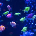 CO2-Anlagen und deren effektiver Einsatz im Pflanzenaquarium