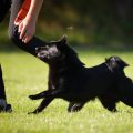 Notfallapotheke für Haustiere: Was sollte in jedem deutschen Haushalt vorhanden sein?