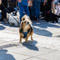 Wohntrends 2025: Wie integriere ich Tierbedarf stilvoll in meine Einrichtung?