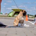 Getreidefreies Hundefutter: Ein Trend in Deutschland unter der Lupe