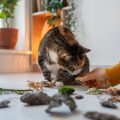 Die gängigsten Haustiere in deutschen Wohnungen und ihre Besonderheiten