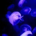 Krankheiten und deren Behandlung: Häufige Probleme im Süß- und Meerwasseraquarium