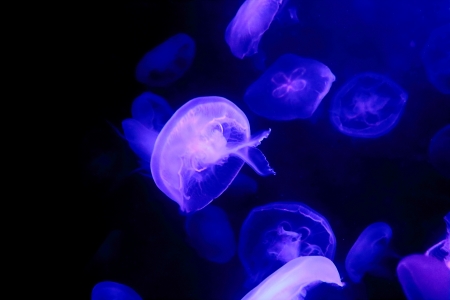Krankheiten und deren Behandlung: Häufige Probleme im Süß- und Meerwasseraquarium