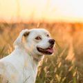 Zecken und Flöhe bei Haustieren: Wie schütze ich meinen Hund oder meine Katze effektiv?