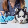 Natürliche Heilmethoden für Hunde: Homöopathie, Phytotherapie und Akupunktur