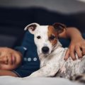 Barfen vs. Fertigfutter: Ein umfassender Vergleich für Hundebesitzer in Deutschland
