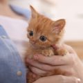 Katzenstreu im Vergleich: Klumpend, Silikat oder Naturstreu?