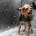 Vom Schäferhund bis zum Dackel: Deutsche Hunderassen im Porträt