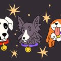 Wie viel Bewegung braucht mein Hund? Alters- und rassespezifische Empfehlungen