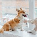 Vorurteile und Missverständnisse: Klischees rund um deutsche Züchter und Tierheimtiere