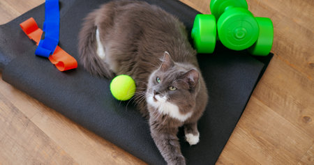 Spielzeit mit der Katze: Tipps für die richtige Balance zwischen Aktivität und Ruhe