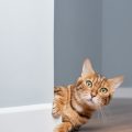 Katzenverhalten verstehen: Wie kommunizieren Hauskatzen mit ihren Haltern?