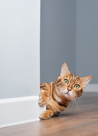 Katzenverhalten verstehen: Wie kommunizieren Hauskatzen mit ihren Haltern?