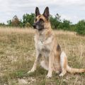 Alles, was Sie über Impfpläne für Hunde in Deutschland wissen müssen: Ein umfassender Ratgeber