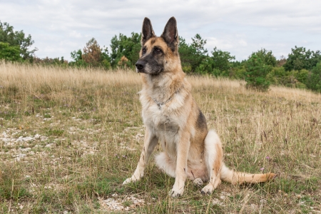 Alles, was Sie über Impfpläne für Hunde in Deutschland wissen müssen: Ein umfassender Ratgeber
