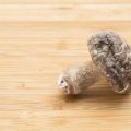Pellets, Heu, Frischfutter – Der große Vergleich: Vorteile und Nachteile für Meerschweinchen und Kaninchen