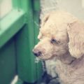 Hunderassen für Anfänger: Welche Hunde eignen sich besonders?