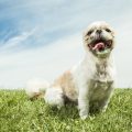 Hundehotels und hundefreundliche Unterkünfte in Deutschland