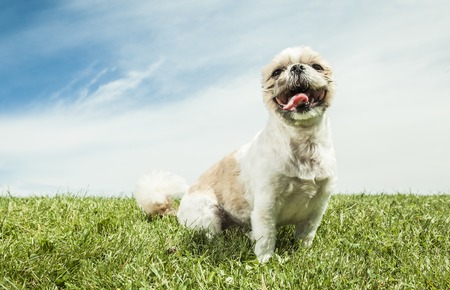 Hundehotels und hundefreundliche Unterkünfte in Deutschland