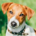 Gesunde Ernährung für Hunde: Welche Zutaten eignen sich am besten?