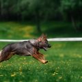 Wie erkenne ich hochwertiges Katzenfutter? Inhaltsstoffe, Deklarationen und rechtliche Vorgaben in Deutschland