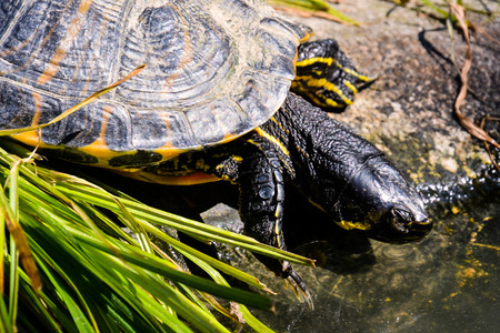 Die optimale Ernährung für Reptilien im Terrarium: Grundlagen und Besonderheiten