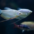 Anfängerfreundliche Fischarten: Empfehlungen für das erste Aquarium