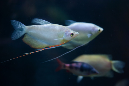 Anfängerfreundliche Fischarten: Empfehlungen für das erste Aquarium