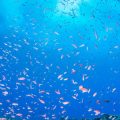 Ausstattung und Technik: Filter, Heizer, Beleuchtung und mehr – was braucht das perfekte Aquarium?