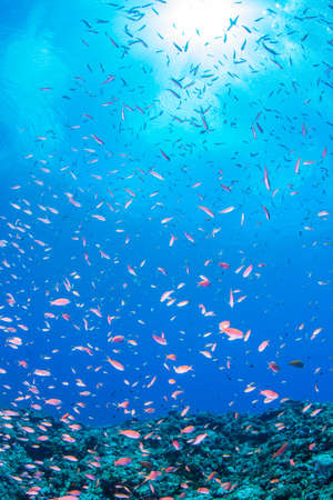 Ausstattung und Technik: Filter, Heizer, Beleuchtung und mehr – was braucht das perfekte Aquarium?