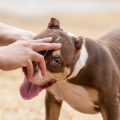 Empfohlene Impfungen für Hunde und Katzen: Ein Leitfaden nach deutschen Standards