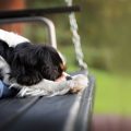 Futterumstellung bei Vögeln: So gelingt der einfache Übergang