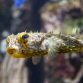 Kaltwasserfische im Porträt: Goldfisch, Stichling & Co in deutschen Aquarien