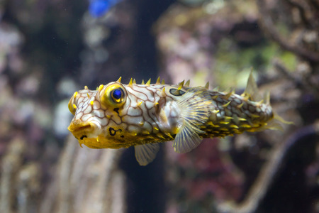 Kaltwasserfische im Porträt: Goldfisch, Stichling & Co in deutschen Aquarien