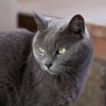 Wie oft sollte man das Katzenklo reinigen? Hygienepläne für den Alltag