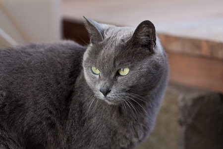Wie oft sollte man das Katzenklo reinigen? Hygienepläne für den Alltag