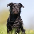 Die Geschichte des Tierschutzes in Deutschland: Von den Anfängen bis heute