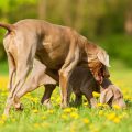 Gesunde Ernährung für Ziervögel: Was darf in den Futternapf?