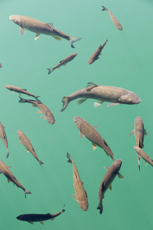 Die wichtigsten Aquarienarten in Deutschland: Süßwasser-, Meerwasser- und Nanoaquarien